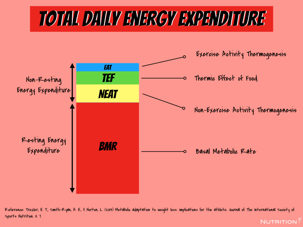 Tổng lượng năng lượng cần thiết cho cơ thể mỗi ngày tdee