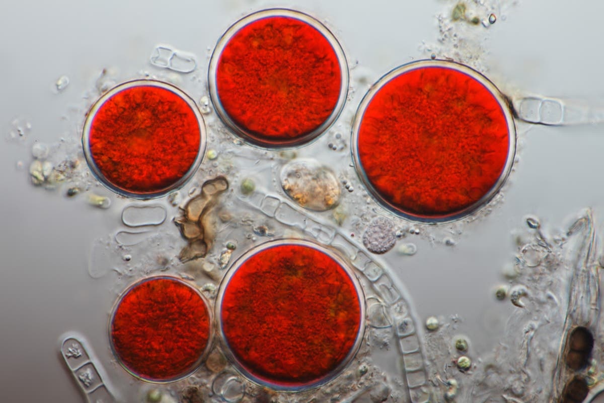 Vi tảo lục – Haematococcus pluvialis, nguồn thức ăn giàu Astaxanthin nhất hiện nay