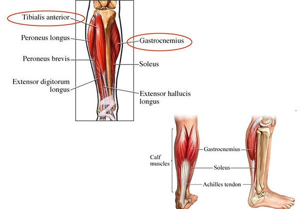 Các nhóm cơ bắp chân