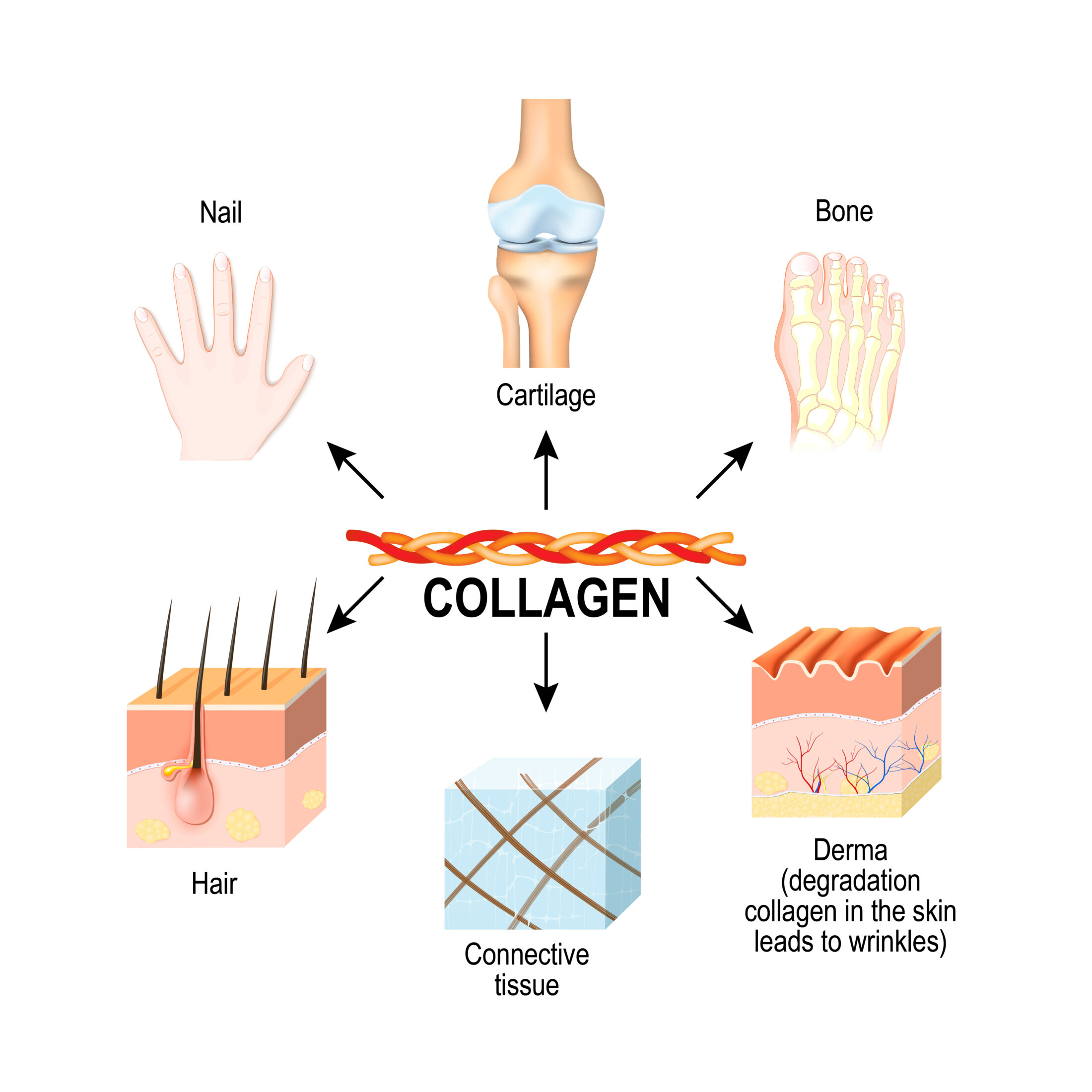 Collagen tạo nên cấu trúc nền của gân, dây chằng, da và xương