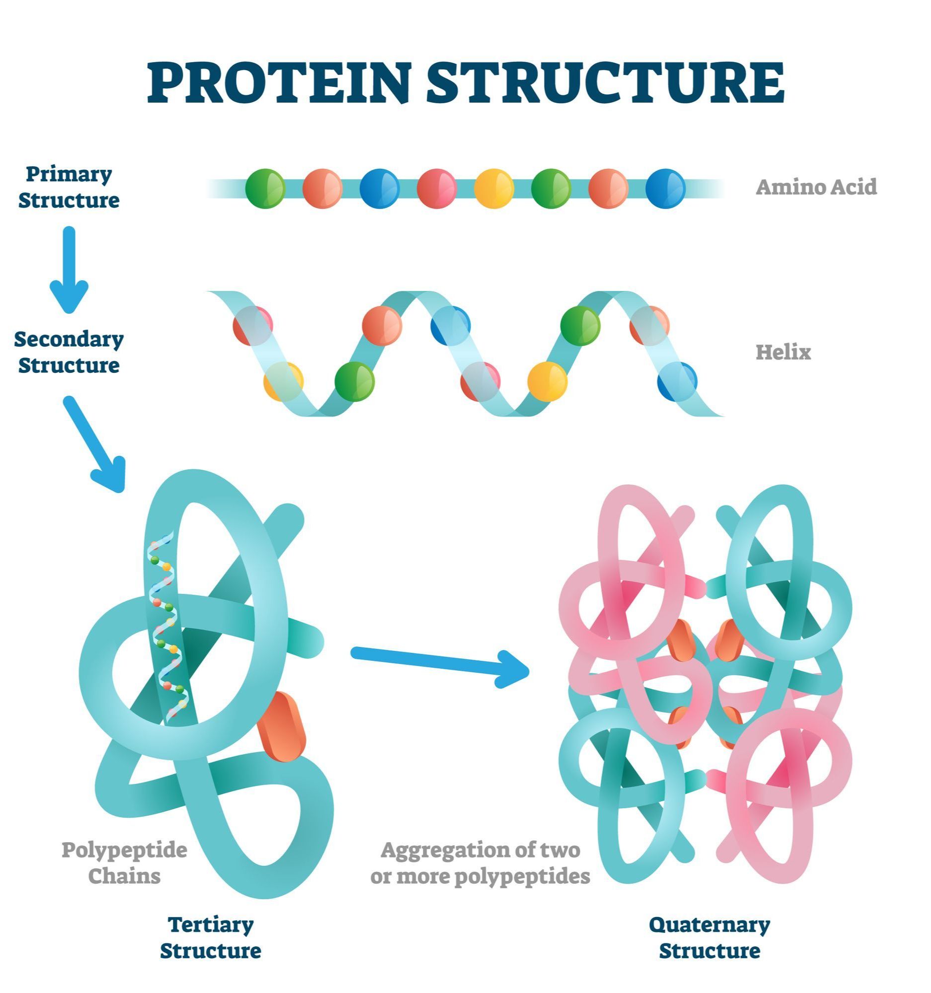 Protein được cấu tạo từ nhiều axit amin liên kết với nhau 