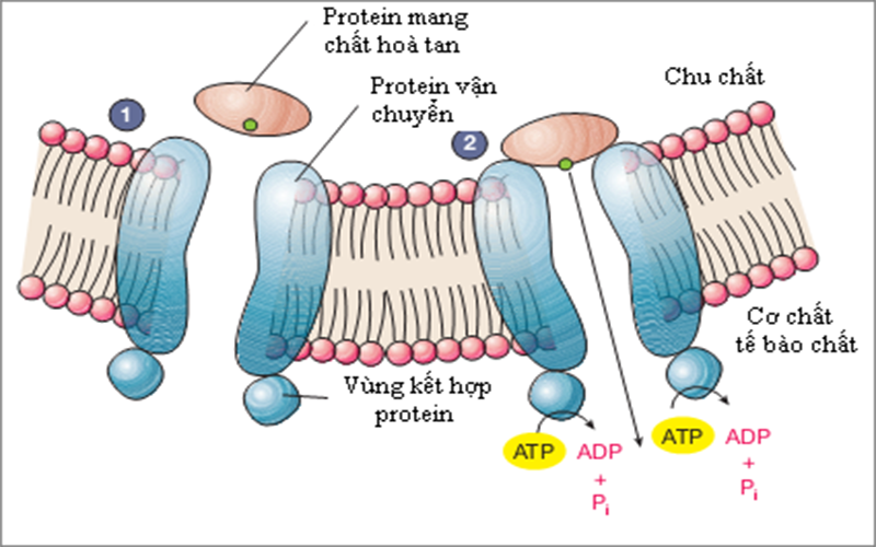 Protein đóng vai trò vận chuyển các chất dinh dưỡng